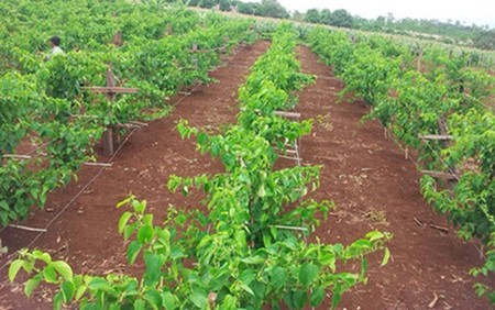 Farmer Do Thanh Khoa prosper thanks to Sachi Inchi plant - ảnh 1